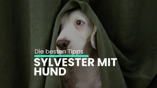 Silvester mit Hund: Stressfrei trotz Feuerwerk & Knallern